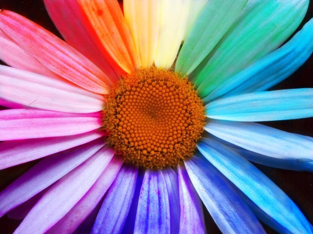 Rainbow color flower